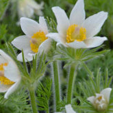 3 Anémones pulsatilles blanches - Pulsatilla vulgaris alba - Plantes vivaces