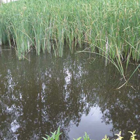 Massette à feuilles étroites - Typha angustifolia - Willemse