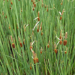 Massette naine - Typha minima - Plantes de berges
