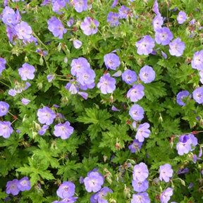 Geranium gerwat rozanne - Géranium vivace Rozanne - Géraniums vivaces