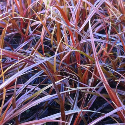 Herbe rouge - Uncinia rubra - Plantes