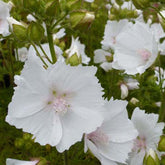 3 Mauves musquées blanches - Malva moschata alba - Fleurs vivaces