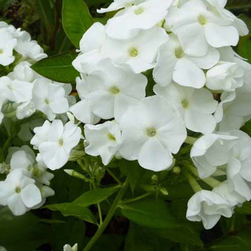 3 Phlox paniculé White Admiral - Phlox paniculata white admiral - Fleurs vivaces
