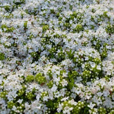 3 Thym précoce à fleurs blanches - Thymus praecox albiflorus - Plantes vivaces