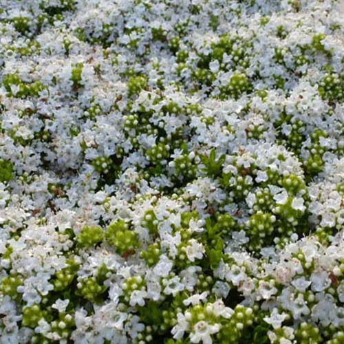 3 Thym précoce à fleurs blanches - Thymus praecox albiflorus - Plantes