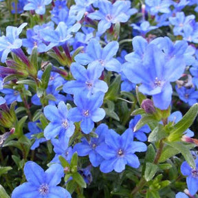 Grémil diffus Heavenly Blue - Lithodora diffusa heavenly blue