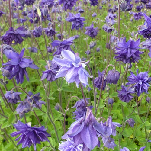Ancolie hybride Blue Barlow - Aquilegia vulgaris blue barlow - Fleurs vivaces