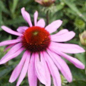 Rudbeckia pourpre Magnus Superior - Echinacea - Echinacea purpurea magnus superior - Fleurs vivaces