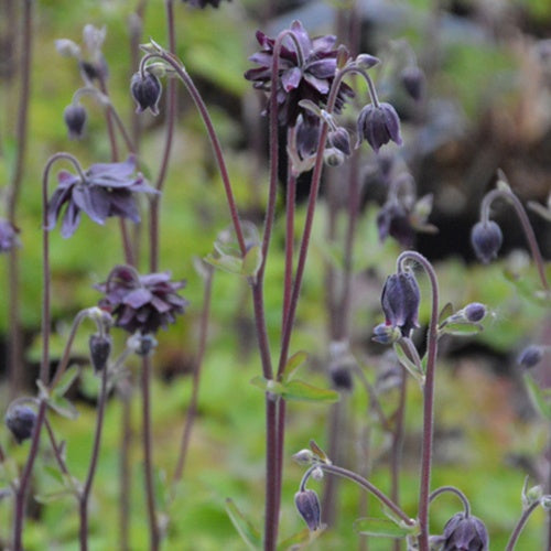Ancolie des jardins Black Barlow - Aquilegia vulgaris black barlow - Fleurs vivaces