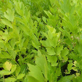 3 Livèches - céleris perpétuels - Levisticum officinalis