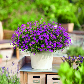 3 Brachyscomes Magenta - Brachyscome multifida - Willemse