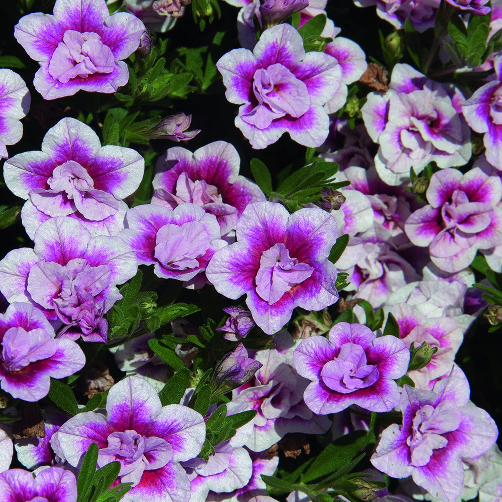 3 Calibrachoas PinkTastic Calibrachoa Hybride Pinktastic 3-calibrachoas-pinktastic-calibrachoa-hybride-pinktastic