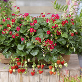 3 Fraisiers Summer Breeze - Willemse