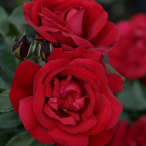 Rosier arbuste Shalom ®