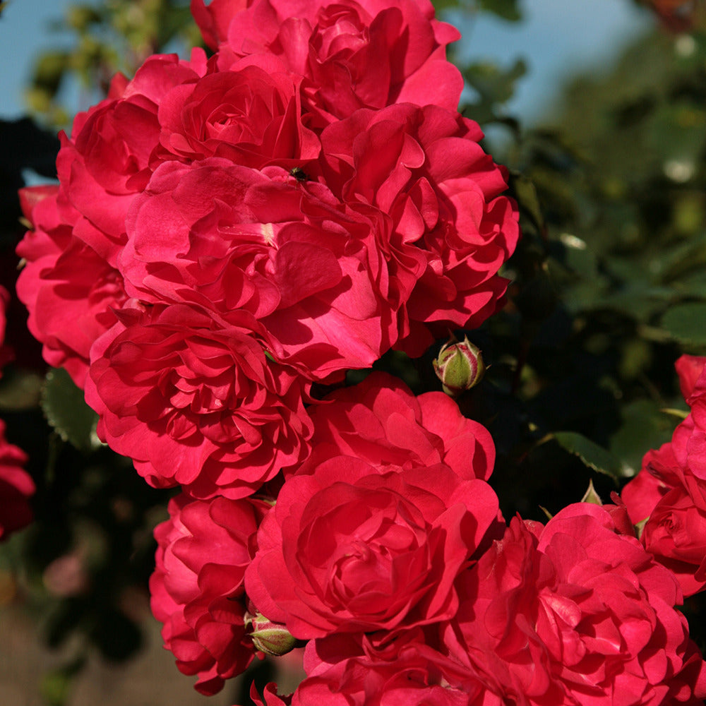 Rosier Toscana® - Rosa Toscana ® - Plantes