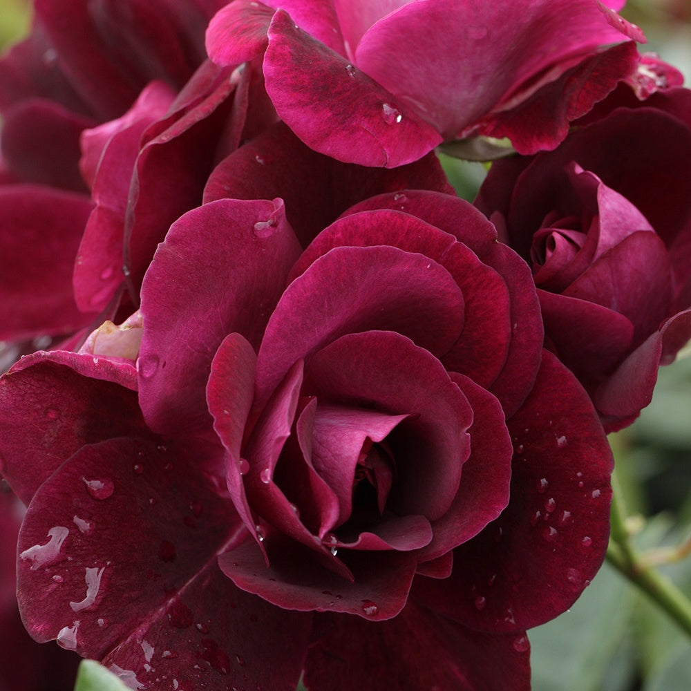 Rosier Burgundy Ice ® - Rosa burgundy ice ® - Plantes