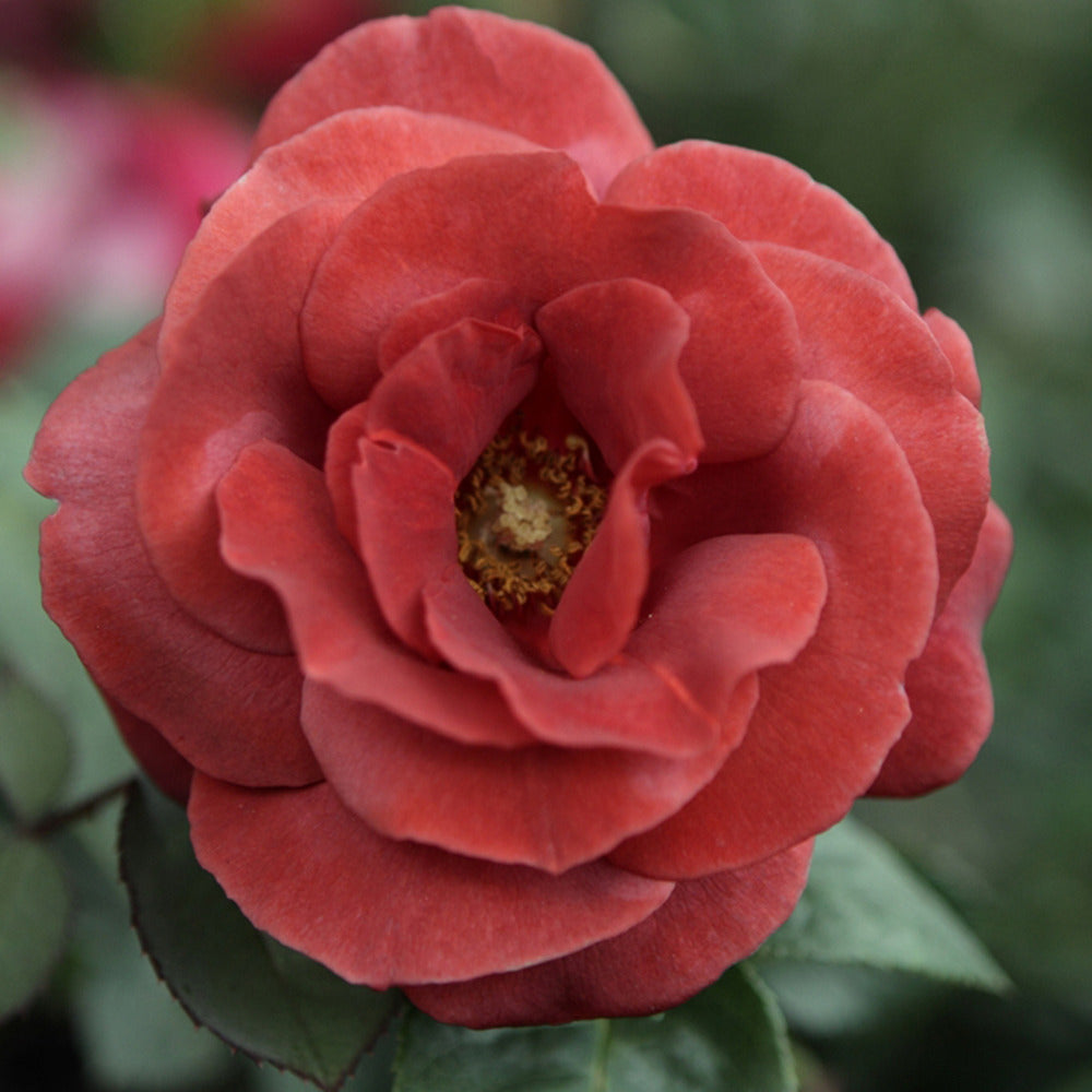 Rosier Terracotta ® - Rosa terracotta ® - Plantes