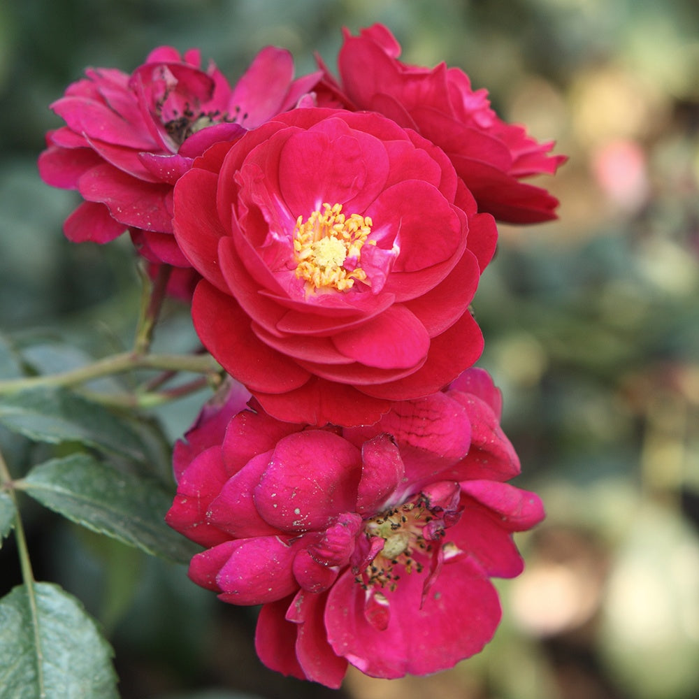 Rosier Starlet-Rose Lola ® - Rosa starlet-rose lola ® - Plantes
