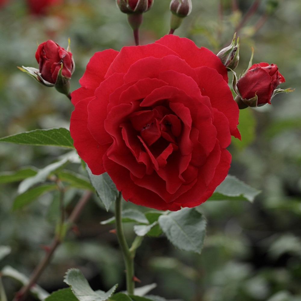 Rosier Sympathie ® - Rosa Sympathie ® - Plantes