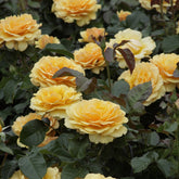 Rosier Amber Queen ® - Rosa amber queen ® - Plantes