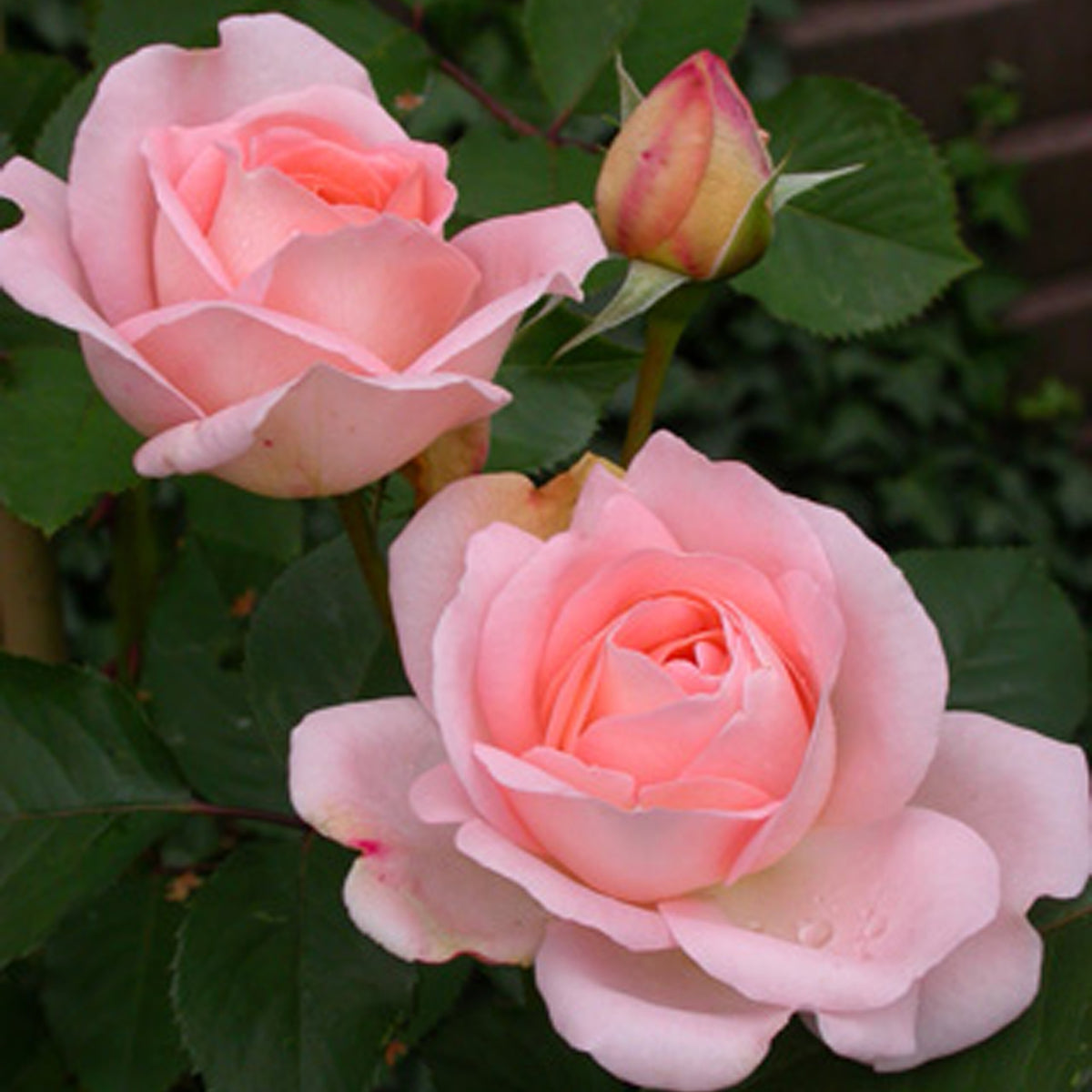 Rosier  Clair™Renaissance ® - Rosa clair™renaissance ® - Plantes