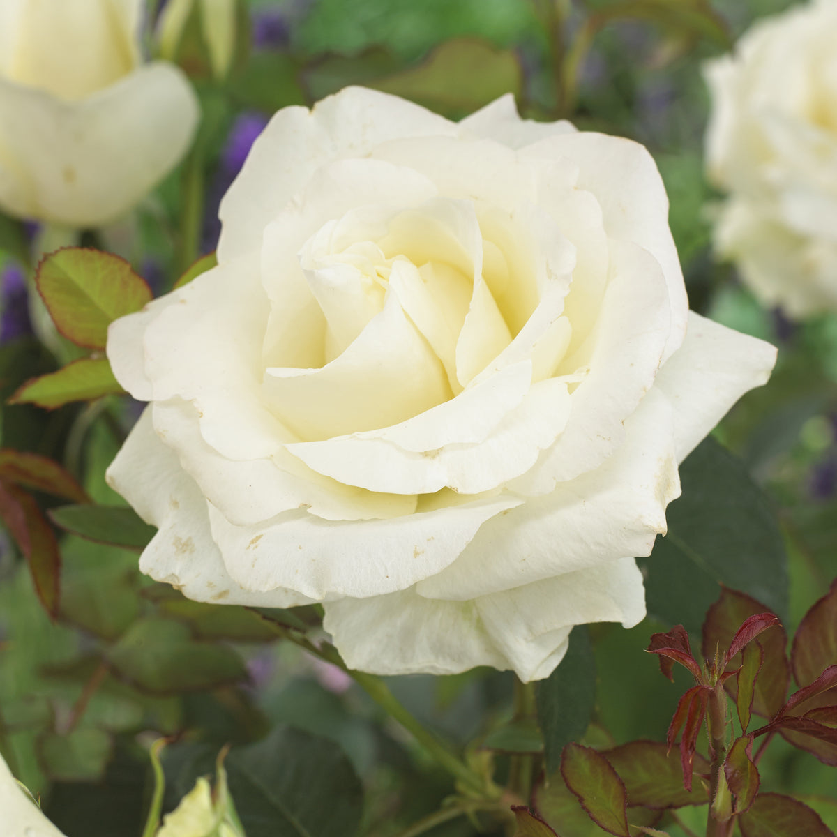 Rosier  Annapurna ® - Rosa annapurna ® - Plantes