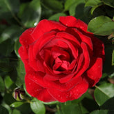 Rosier grimpant Santana ® - Willemse