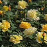 Rosier Arthur Bell® - Rosa floribunda arthur bell® - Rosiers