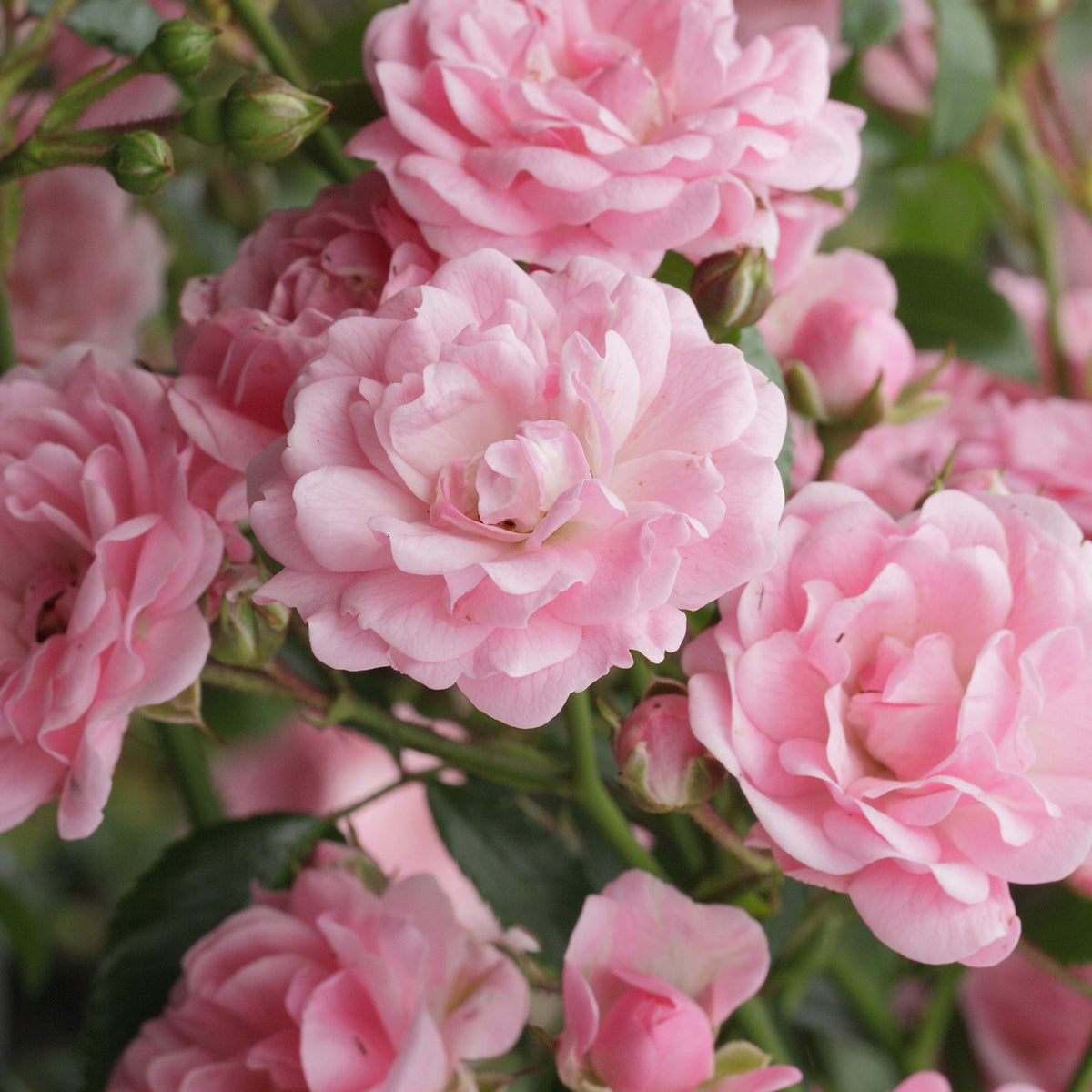 Rosier The Fairy rose - Rosa the fairy rose, rosa perle rose - Rosiers arbustifs