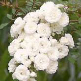 Rosier  Crystal Fairy ® - Willemse