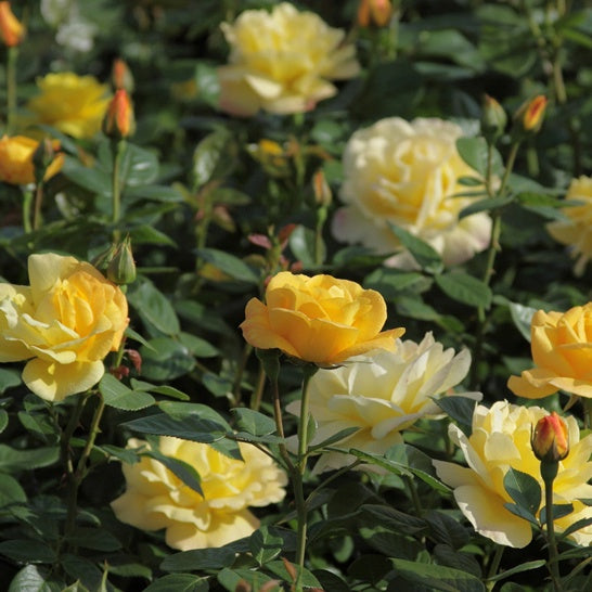 Rosier buisson Arthur Bell - Rosa arthur bell - Willemse