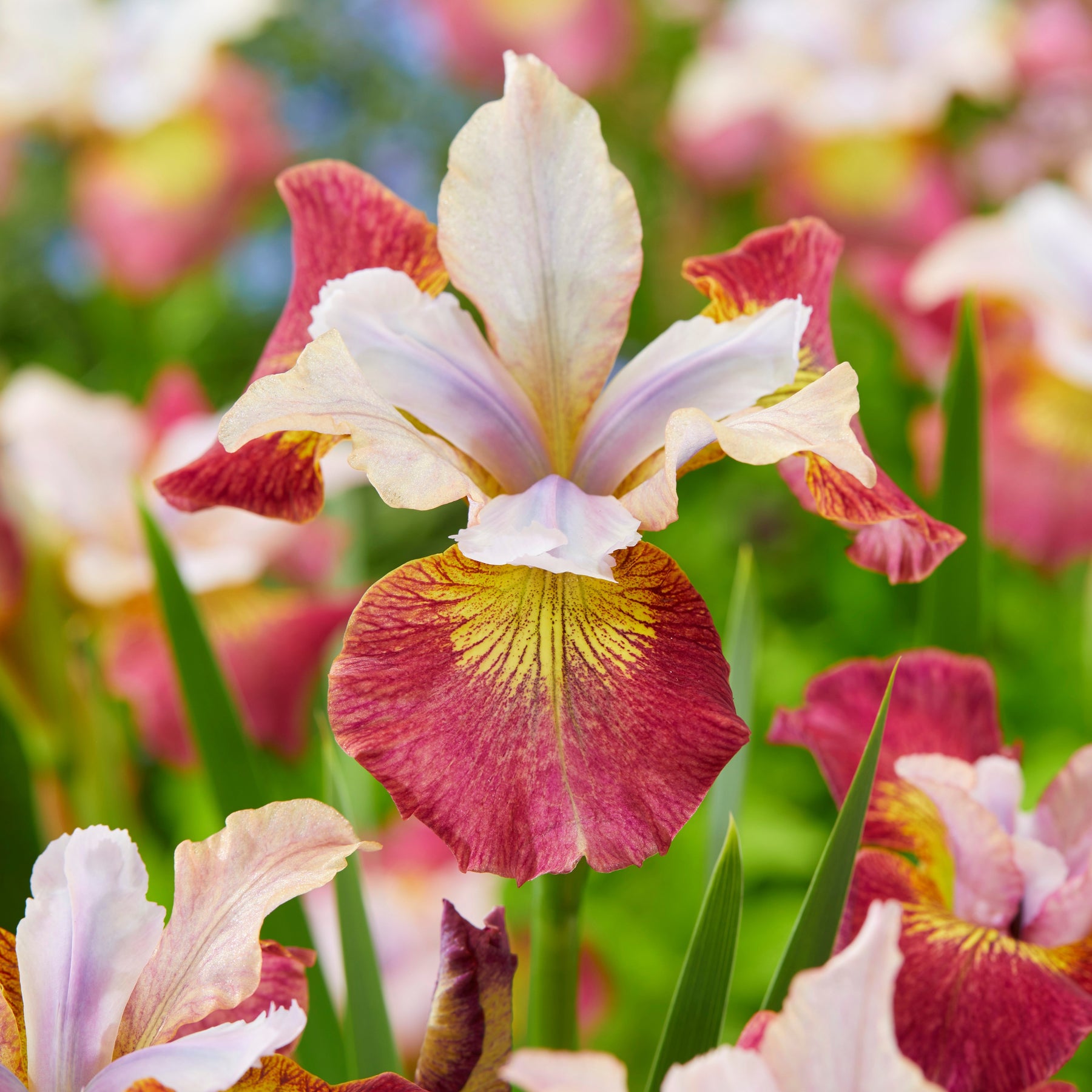 3 Iris de Sibérie Sugar Rush - Iris sibirica 'sugar rush' - Plantes