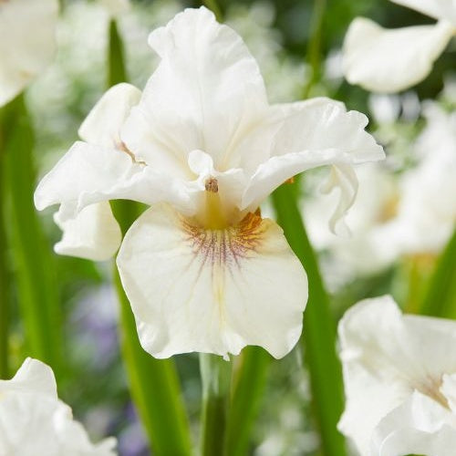 Iris de Sibérie Not Quite White - Iris sibirica 'not quite white' - Plantes