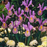 10 Iris de Hollande King Mauve - Iris hollandica 'king mauve' - Plantes
