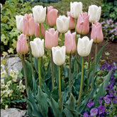 10 Tulipes Sweet candy en mélange - Willemse