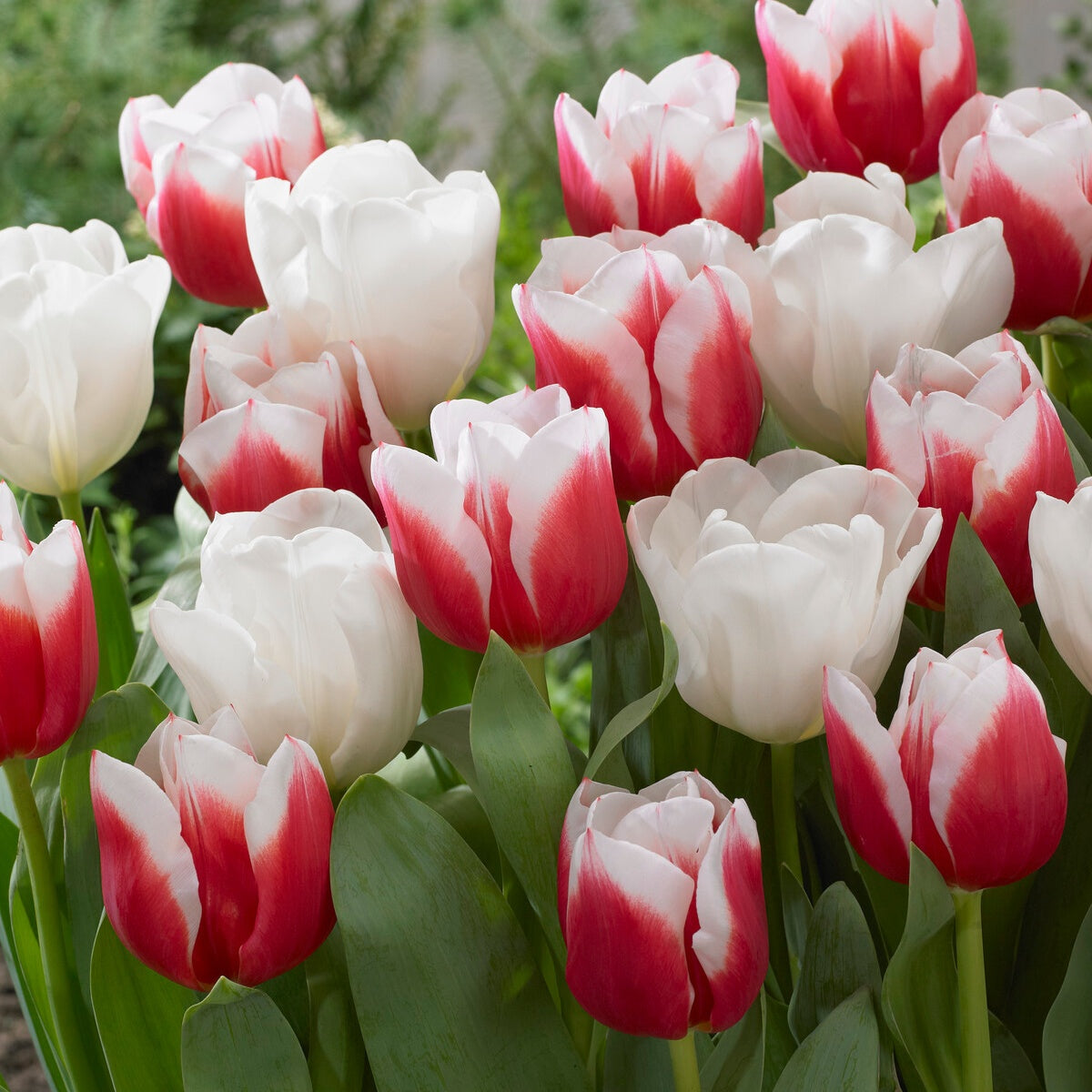 10 Tulipes Red snow en mélange - Tulipa  'red snow' - Plantes