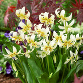 Erythrone White beauty - Willemse