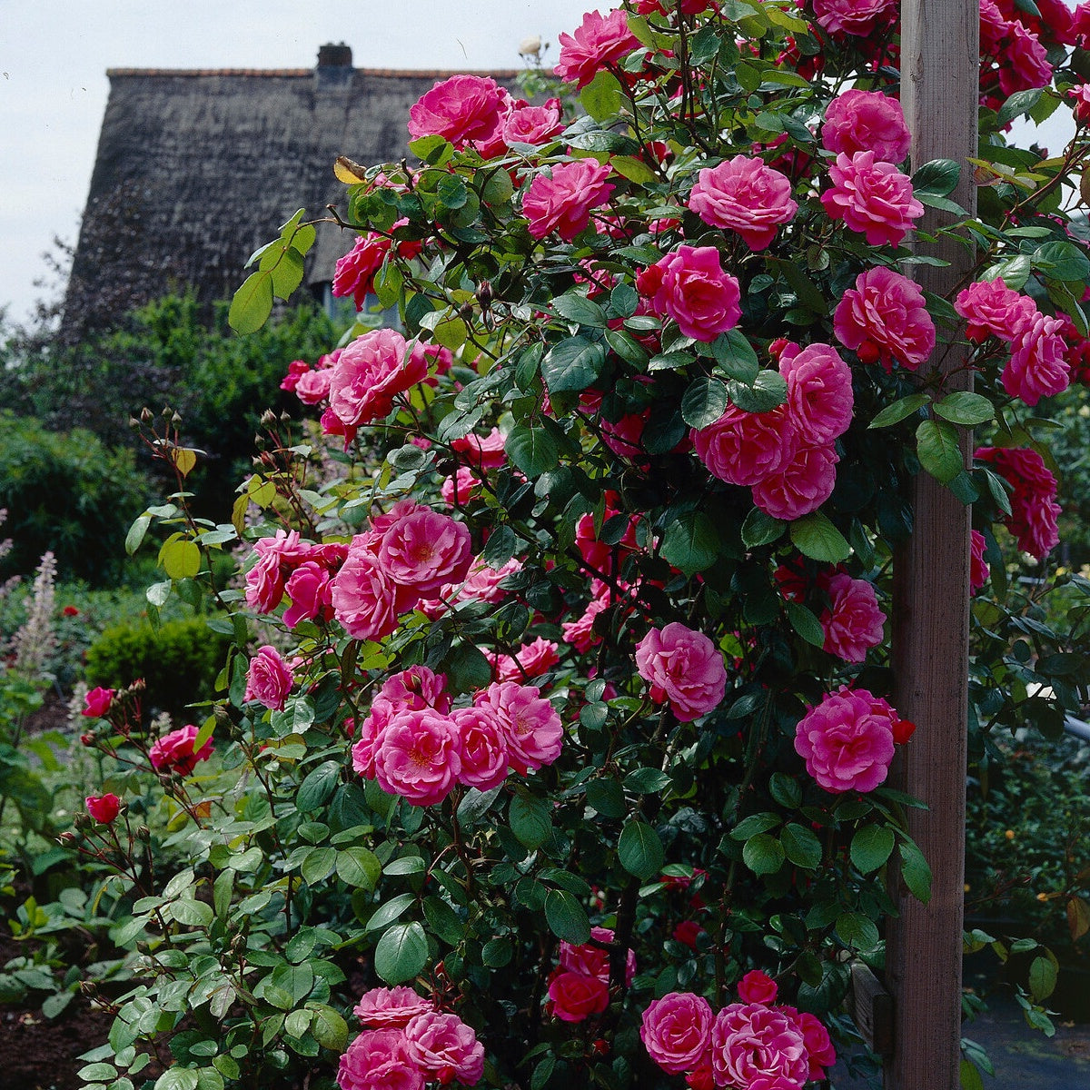 Rosier grimpant rose - Rosa - Plantes