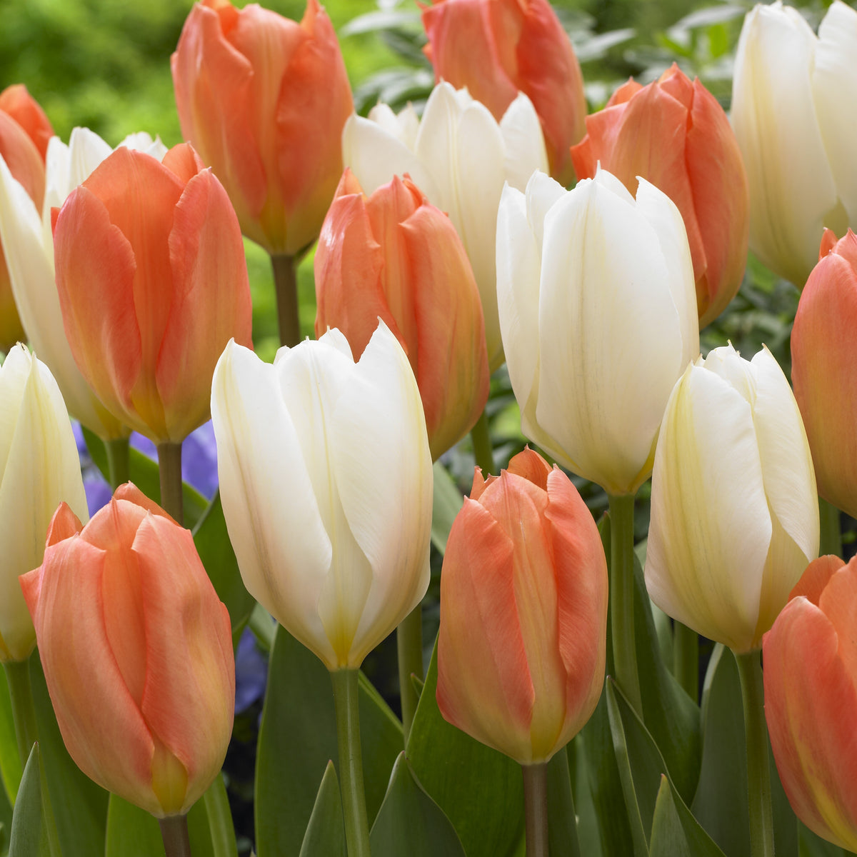 Mélange de 10 tulipes Stockholm - Tulipa 'stockholm' - Plantes