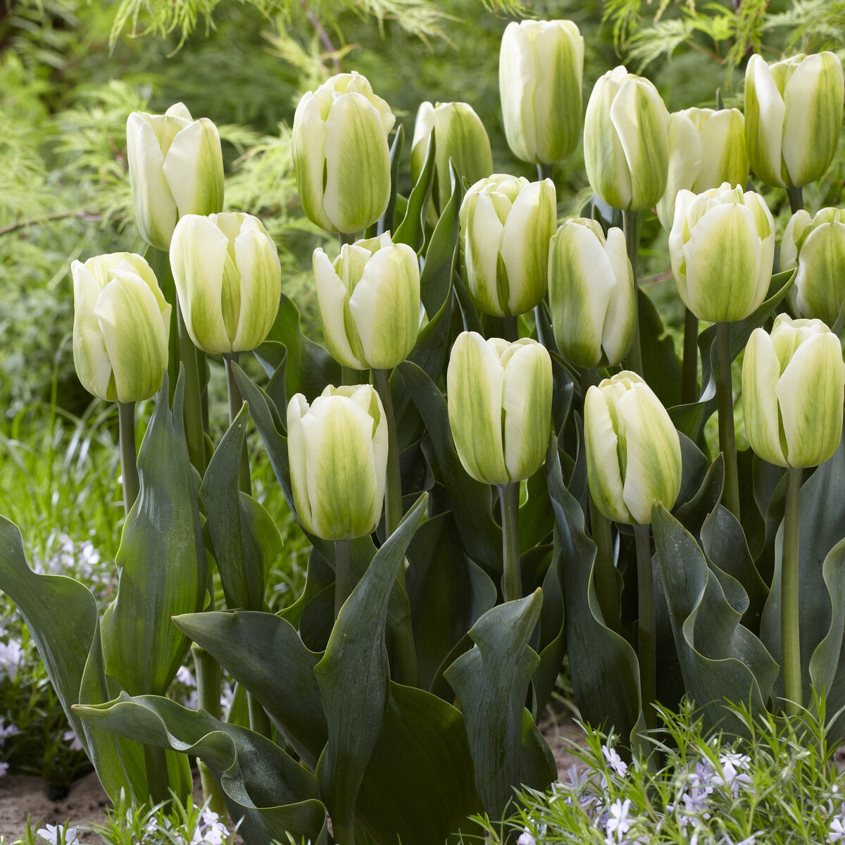 7 Tulipes Triomphe Green Spirit - Tulipa 'green spirit' - Plantes