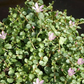 Mouron délicat - Anagallis tenella - Willemse