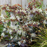 Loropétale pourpe à fleurs blanches - Loropetalum chinense 'iwai' ruby snow