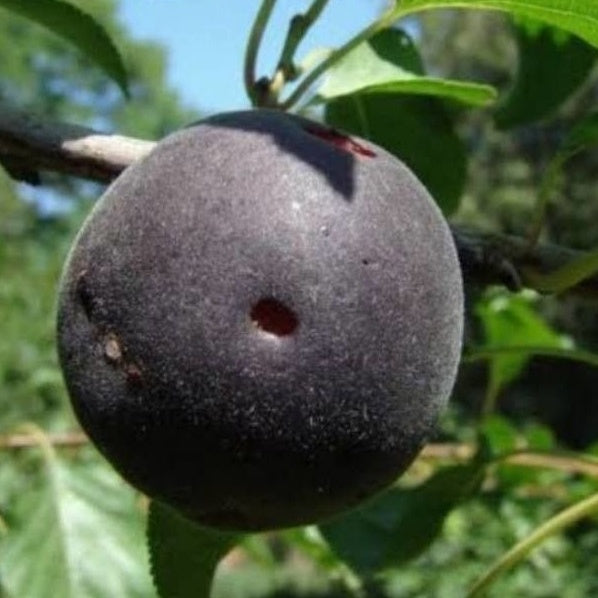 Abricot noir Biricoccolo