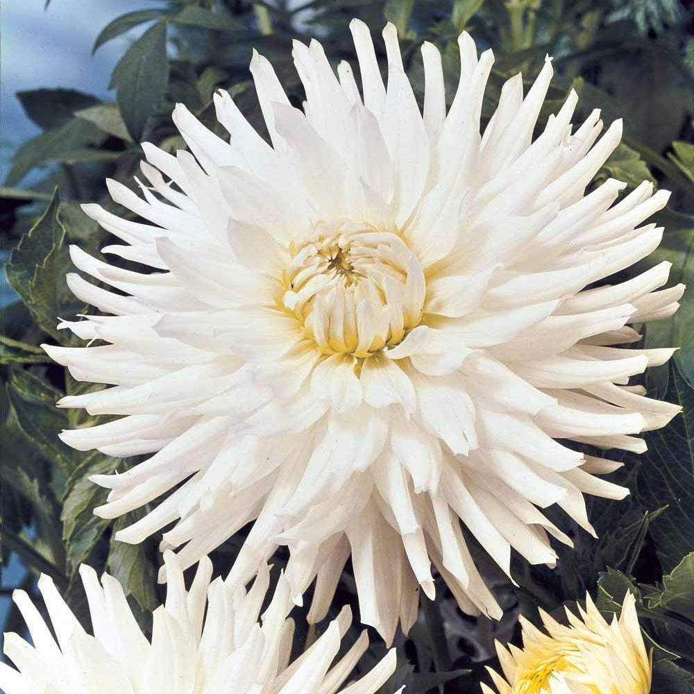 Dahlia White Happiness - 3 Dahlias cactus nain White Happiness - Dahlia