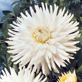 Dahlia White Happiness - 3 Dahlias cactus nain White Happiness - Dahlia