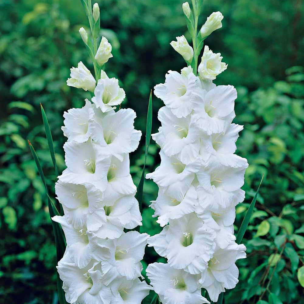Glaïeul White Prosperity - Gladiolus white prosperity - Plantes