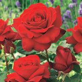 Rosier buisson La Magie du parfum - Duftzauber 84 - Willemse