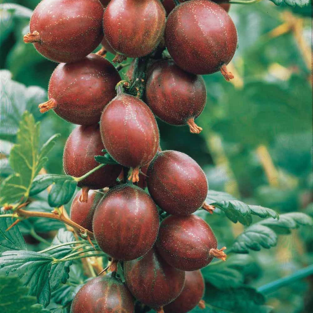 Groseillier à maquereau Winham's industry - Ribes uva-crispa winham's industry - Plantes