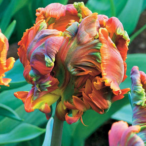 Tulipe perroquet Blumex - Tulipa blumex - Plantes