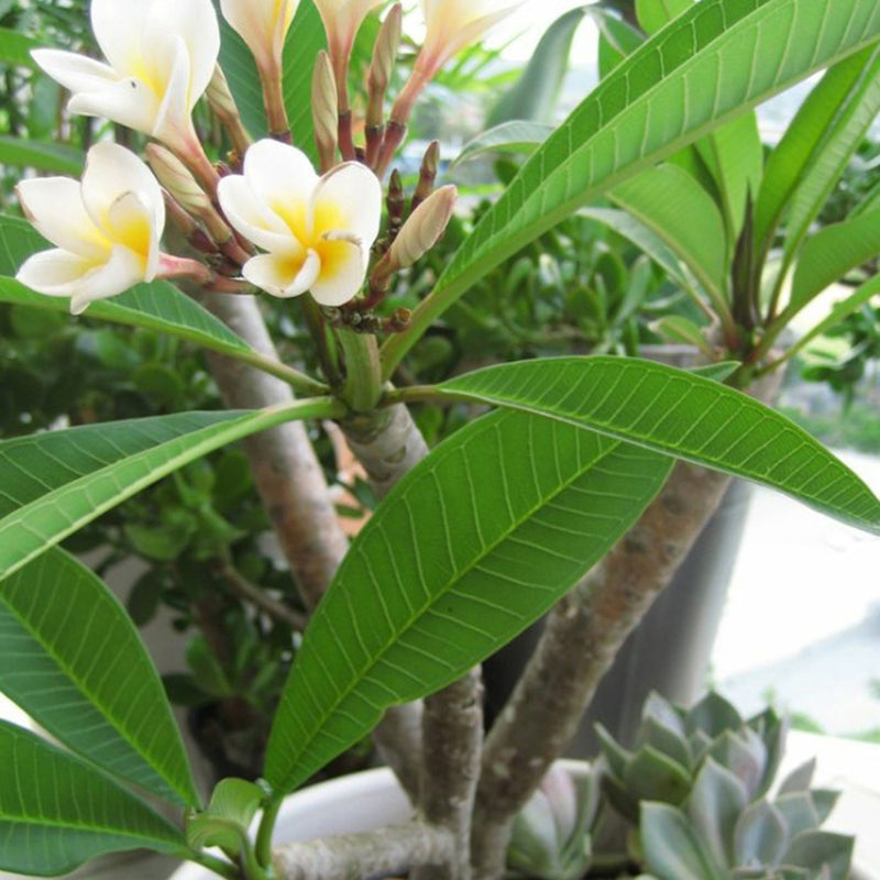 5 Graines De Frangipanier 'Elsie' - Plante Tropicale Parfumée, à Cultiver En Intérieur Ou Extérieur